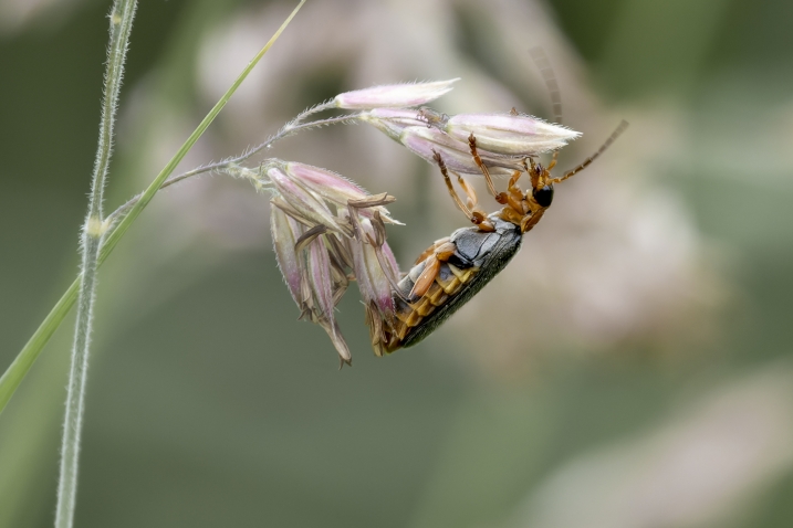 A soldier beetle on a flower